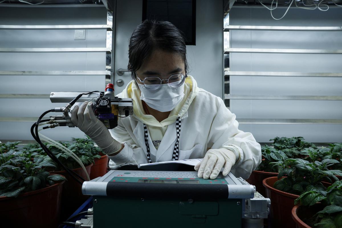 Researcher Li Yafei sets up a device to measure the photosynthesis rate of potato plants grown in a hot room to study the effect of temperature increase, at the research facility at the International Potato Center (CIP), in Yanqing district, Beijing, China, April 2, 2024. With the urgent need to protecting the food supply, CIP led a three-year study on the effects of higher temperatures on this vegetable. China is the world's largest producer of potatoes, which is vital to global food security, but is particularly vulnerable to heat, and climate change, fueled by fossil fuel emissions, is pushing temperatures to dangerous new heights as well as increasing droughts and flood. 