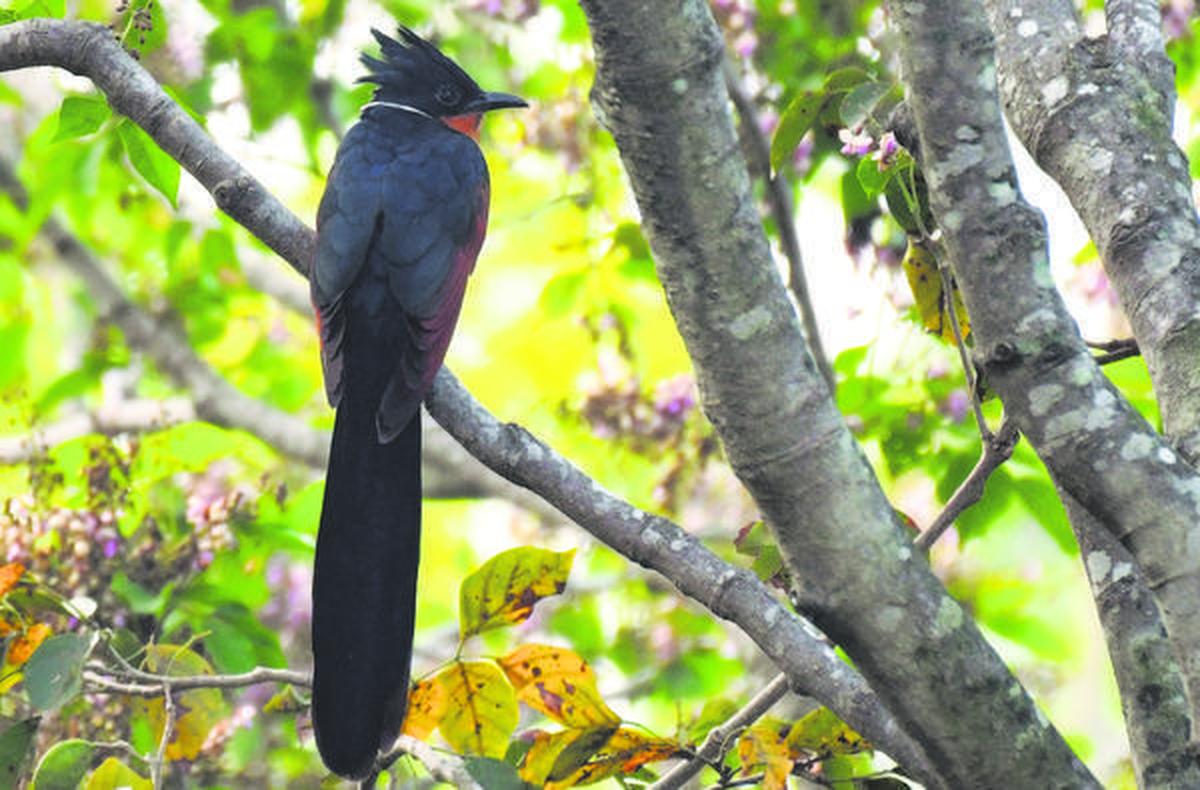 Cuco com asas castanhas em Nanmangalam.