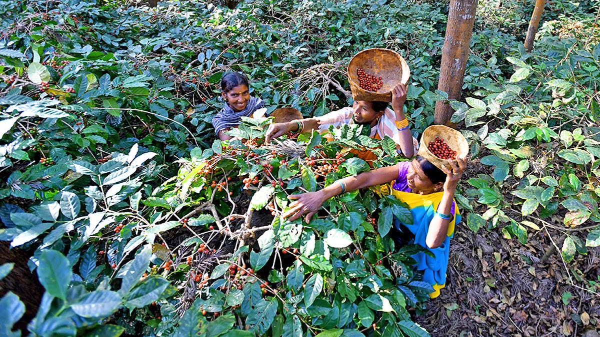 Visakhapatnam: Girijan Cooperative Corporation brews success by increasing coffee procurement from 106 to 996 tonnes