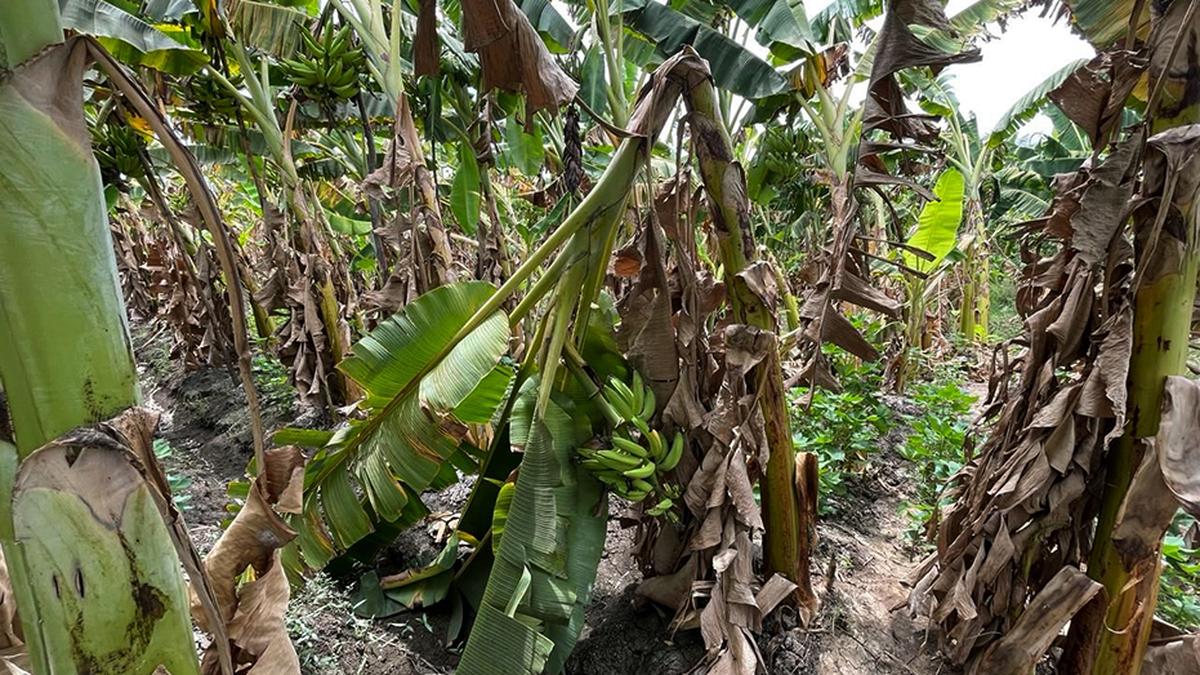 Summer showers bring cheer to banana growers in Tiruchi, Karur districts