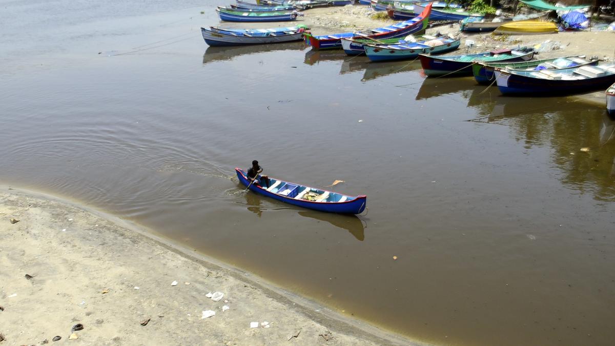 Malabar region records substantial rise in mussel production