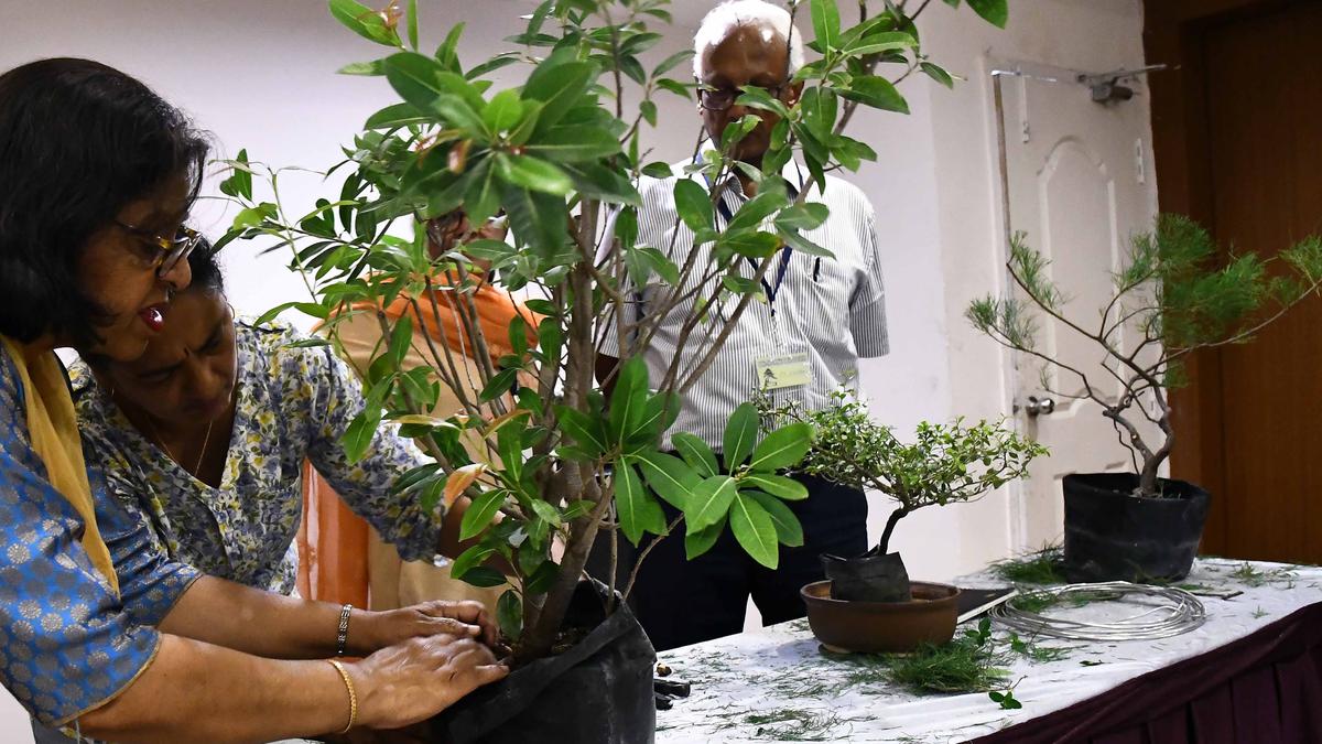 Chennai’s Bonsai enthusiasts are all set to tell us about this ancient Japanese art form