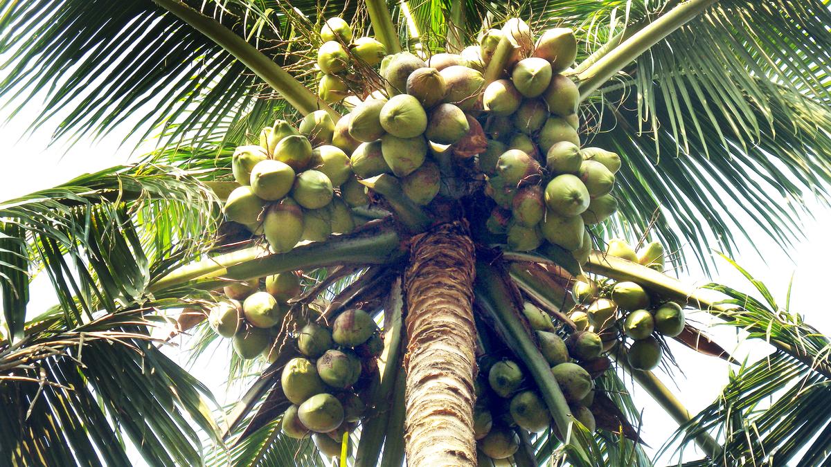 Rise in coconut prices a continuation of a global phenomenon dating back to 2020
