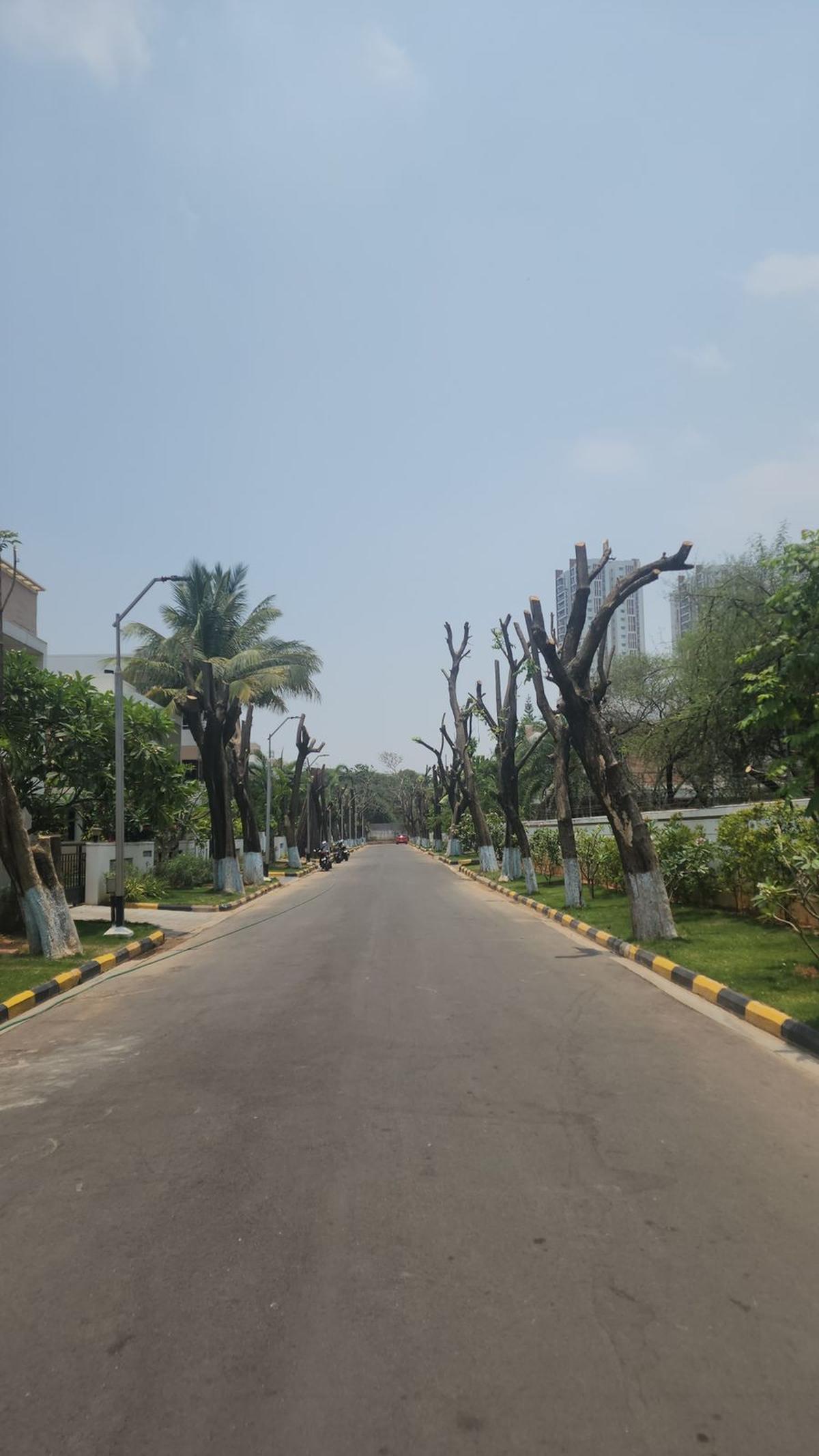 After pictures of the trimmed trees at Aparna Cyber County in Nallagandla. After pictures of the trimmed trees at Aparna Cyber County in Nallagandla.