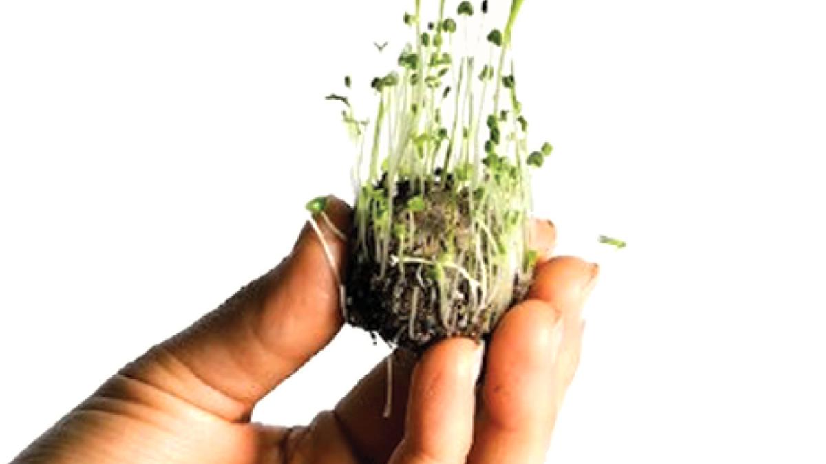 Seed balls to heal forests and prevent wildlife conflicts in Kerala