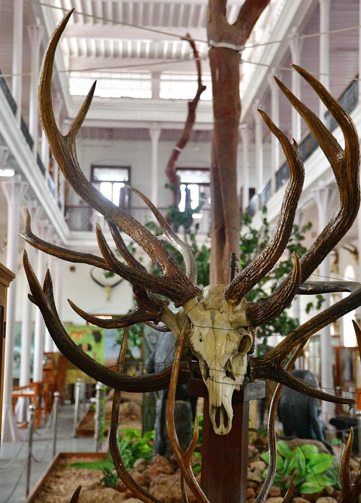 A three-horned deer skull