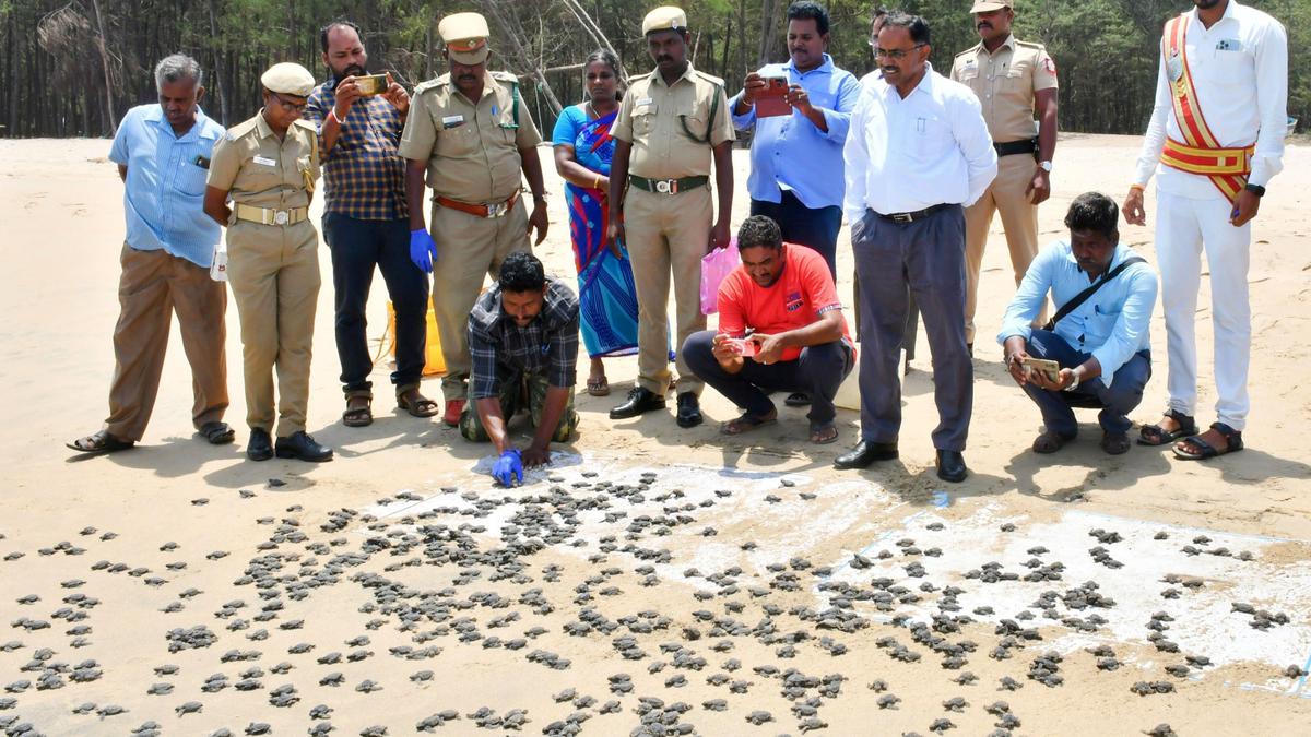 Olive Ridley hatchlings released on International Forest Day