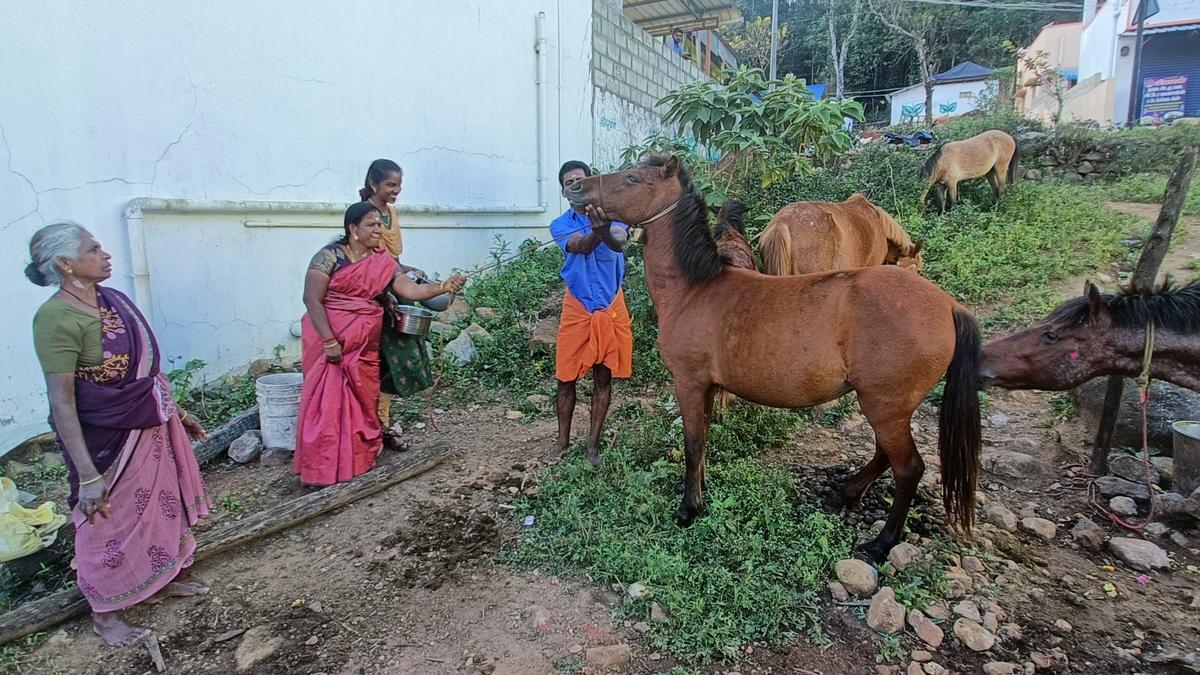Sirumalai farmers celebrate &lsquo;Mattu Pongal&rsquo; with their horses