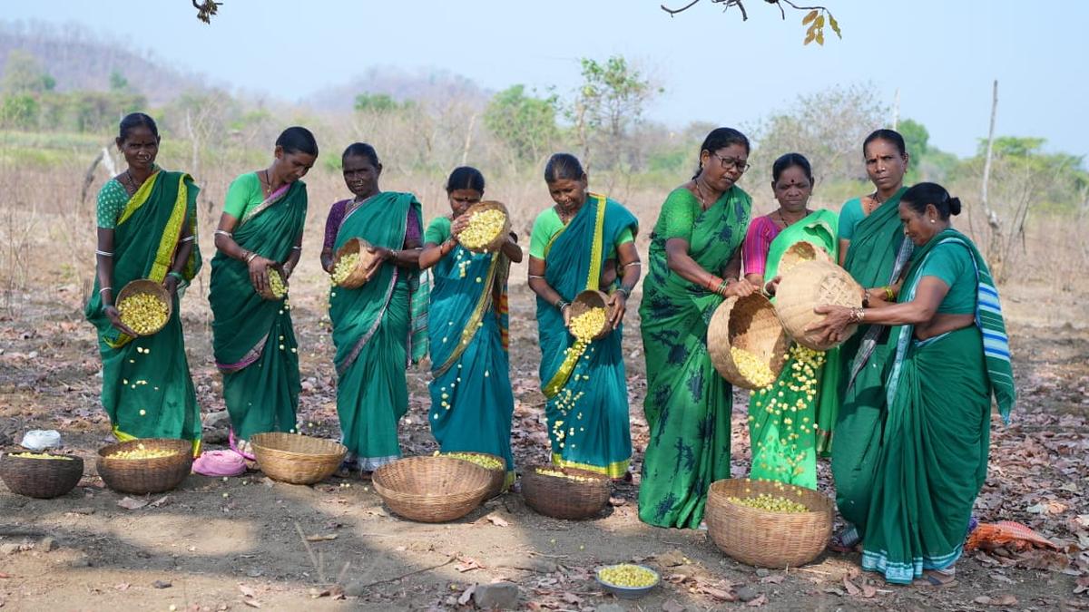 Tribal women collecting the Ippa Puvvu. (file photo) Tribal women collecting the Ippa Puvvu. (file photo)