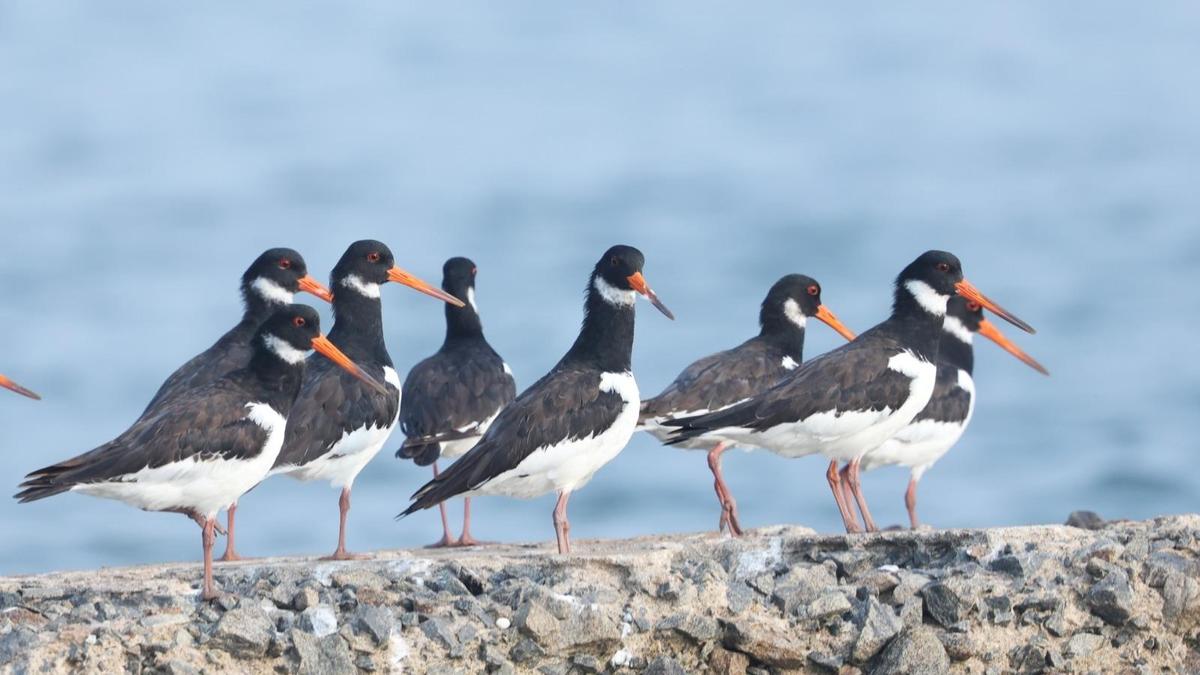 40th Asian Waterbird Census on January 10, 11 in Godavari estuary