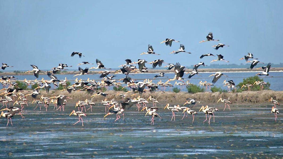 State-wide synchronised wetland bird census commences