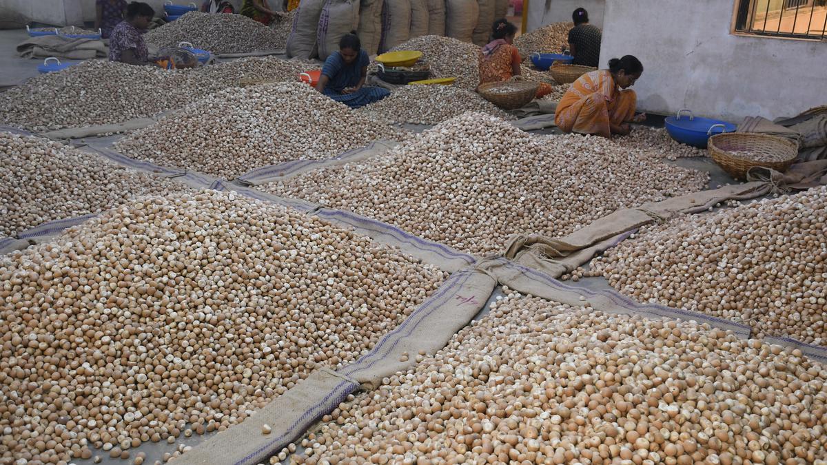 Ahead of Assembly polls, Union govt. hikes minimum import price of arecanut from ₹251 a kg to ₹351 a kg
