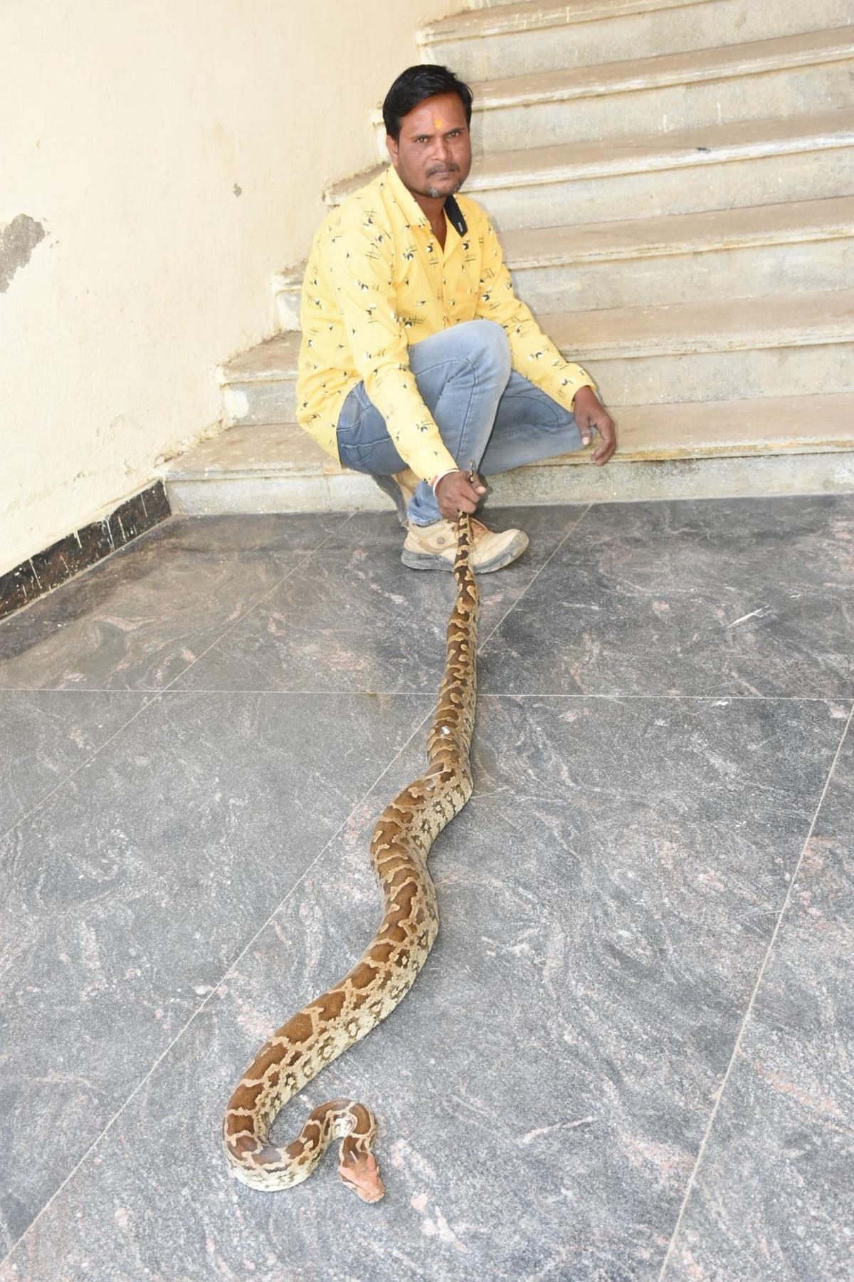Rock Python rescued in Kalaburagi