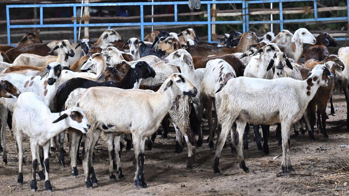 T.N. goat and sheep breeding policy advocates for nucleus herd in each district, cooperative societies for rearers