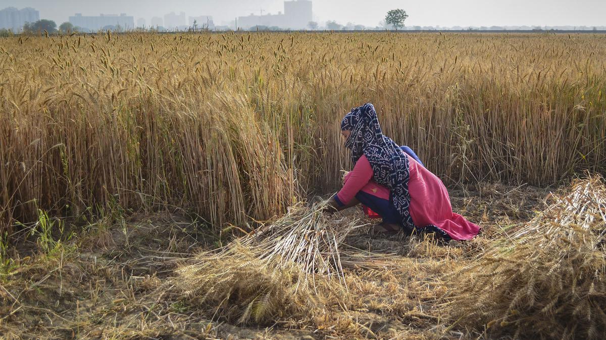 10,727 tonnes of wheat procured; ban on exports continues