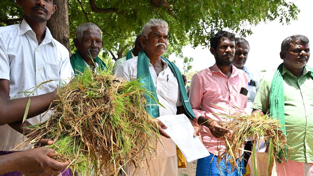 Farmers demand compensation for damage to paddy crop caused by rain