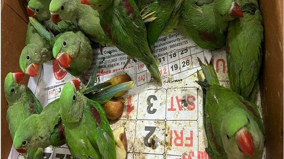 Forest cell busts gangs selling Alexandrine parakeets and erotic art made of ivory