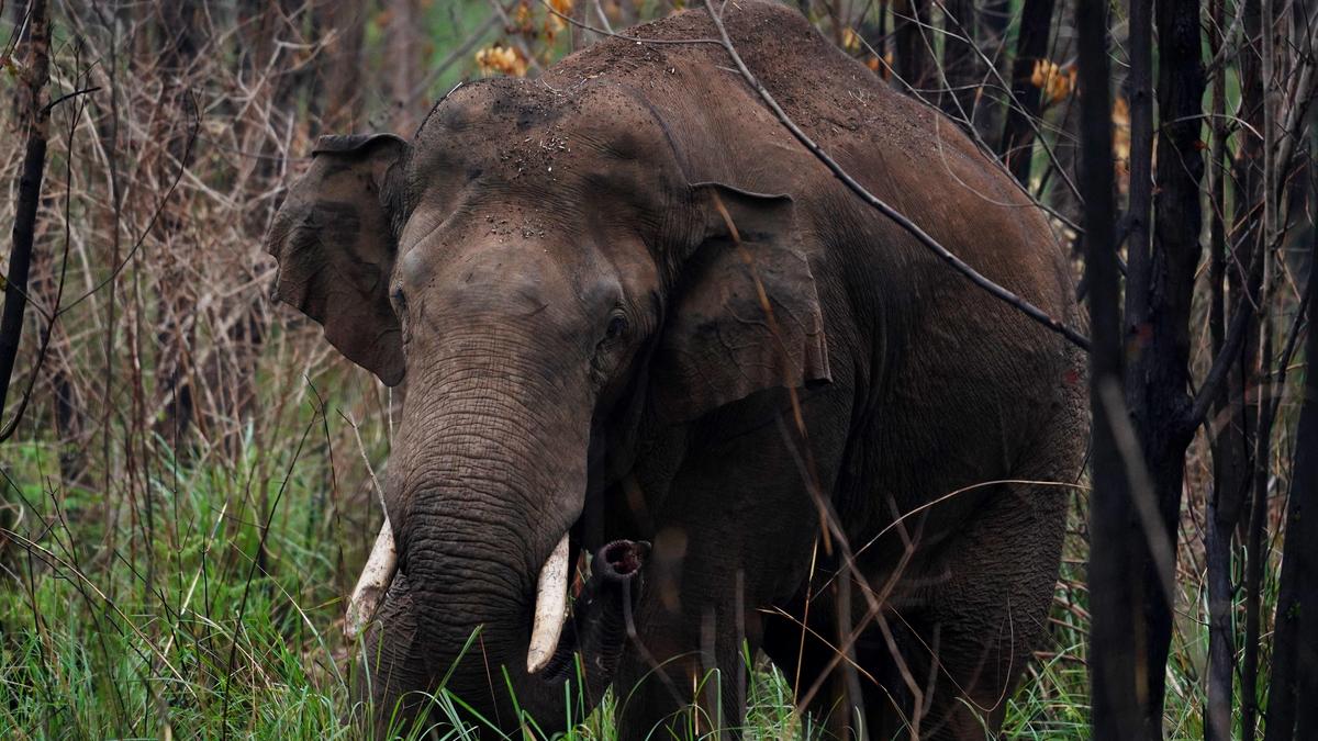 Expert committee can decide sites other than Parambikulam for releasing Arikompan, says Kerala HC