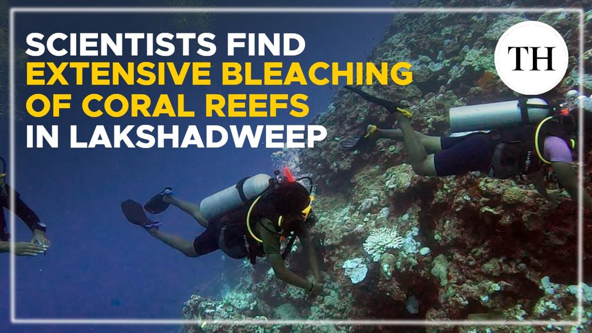 Watch: Scientists in Kerala discover extensive bleaching of coral reefs in Lakshadweep islands