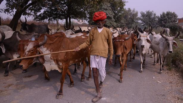 Cattle fairs brought to a halt in Rajasthan to control lumpy skin disease