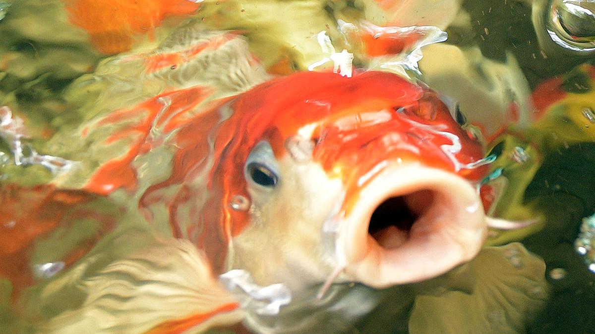 finding-japanese-koi-fish-in-a-pudukottai-farm-the-hindu