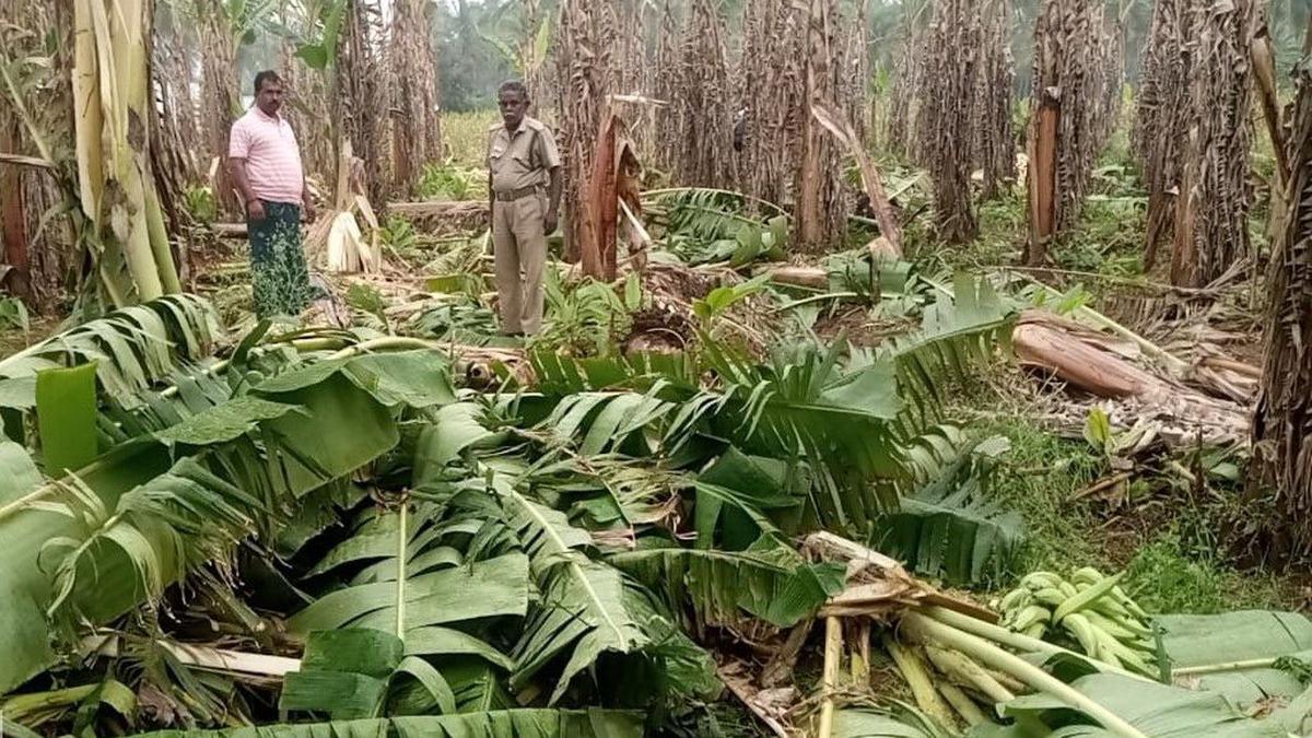 In two months, wild elephants enter Coimbatore villages 768 times: Forest dept.