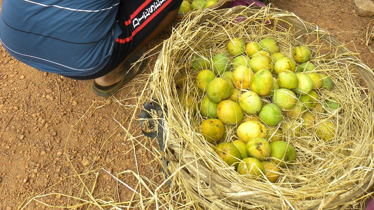 Kari Ishad mango of Ankola in Uttar Karnataka gets GI tag - The Hindu