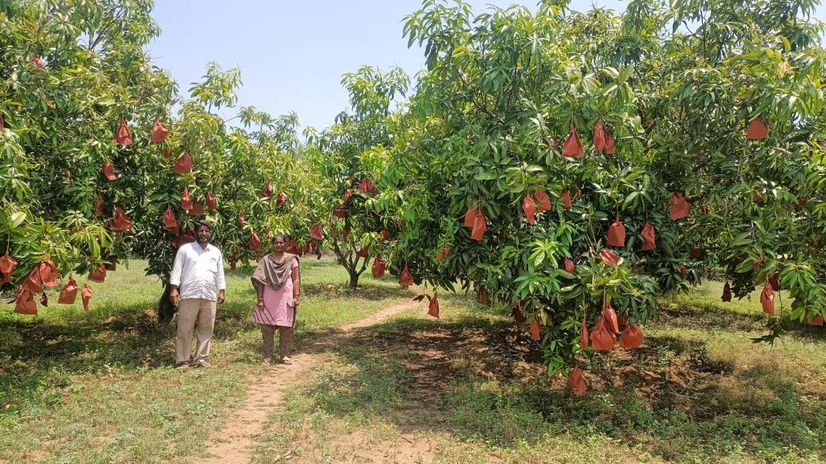 Mango