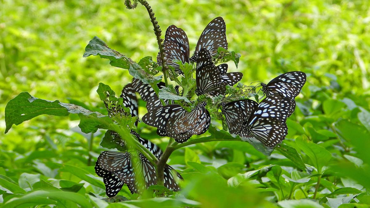 Butterfly migration this year takes flight over Garden City earlier than expected