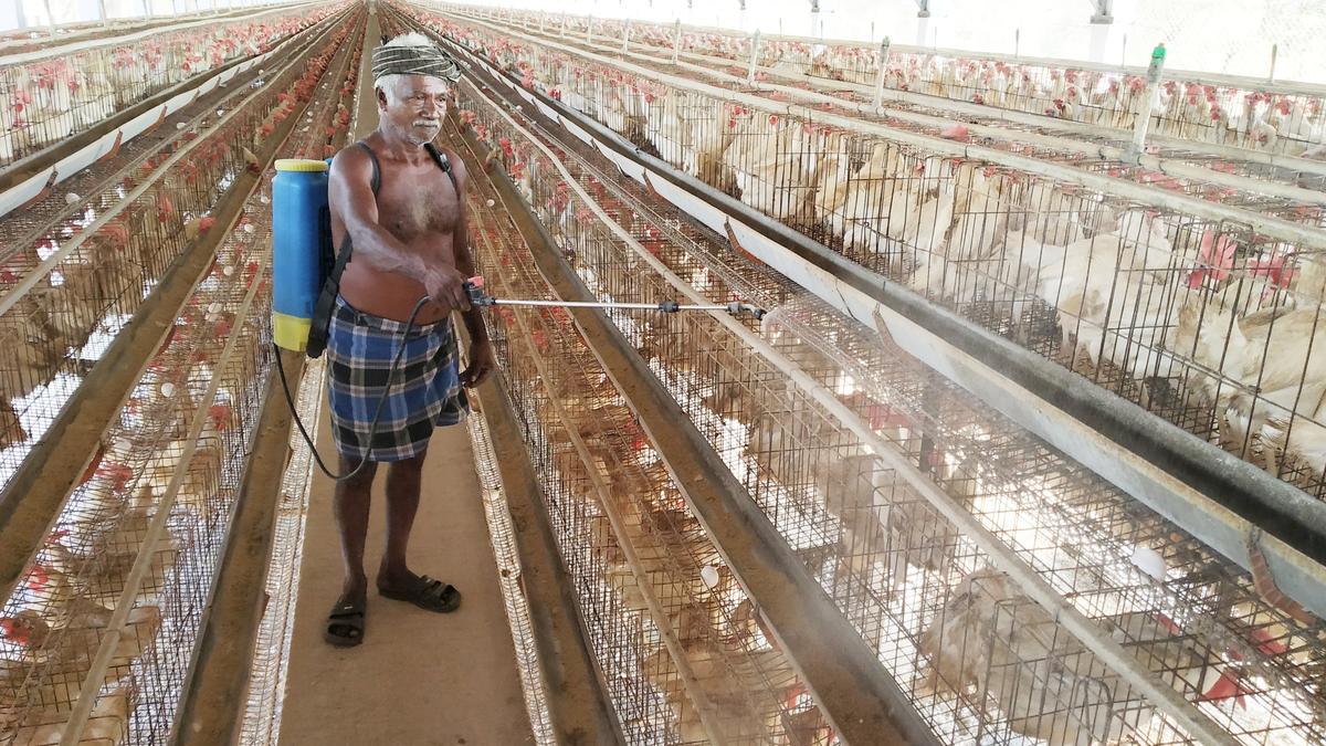 Bird flu: Animal Husbandry Department closely monitoring poultry farms in Namakkal