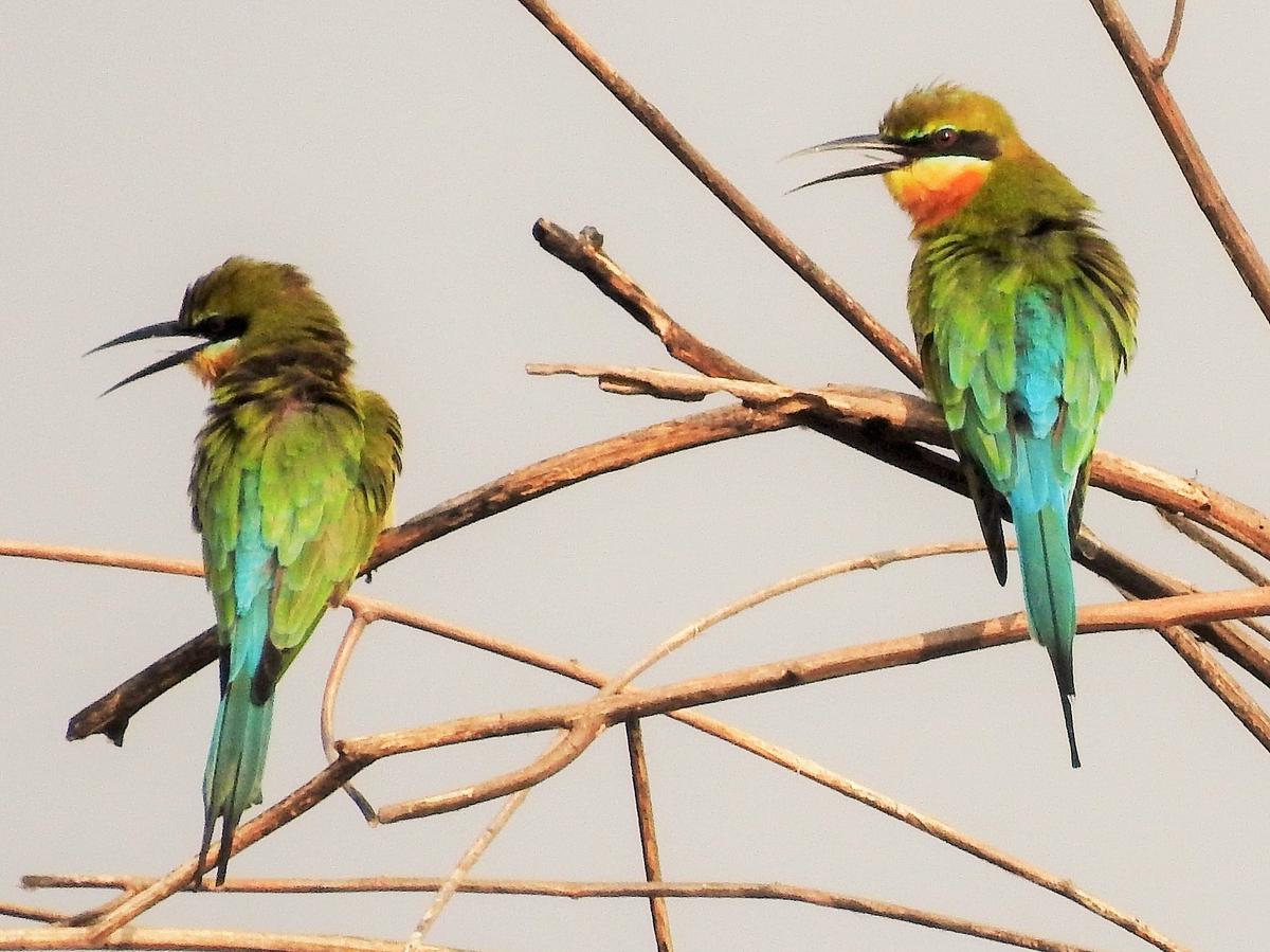 Annual migration of birds across the Indian subcontinent has begun