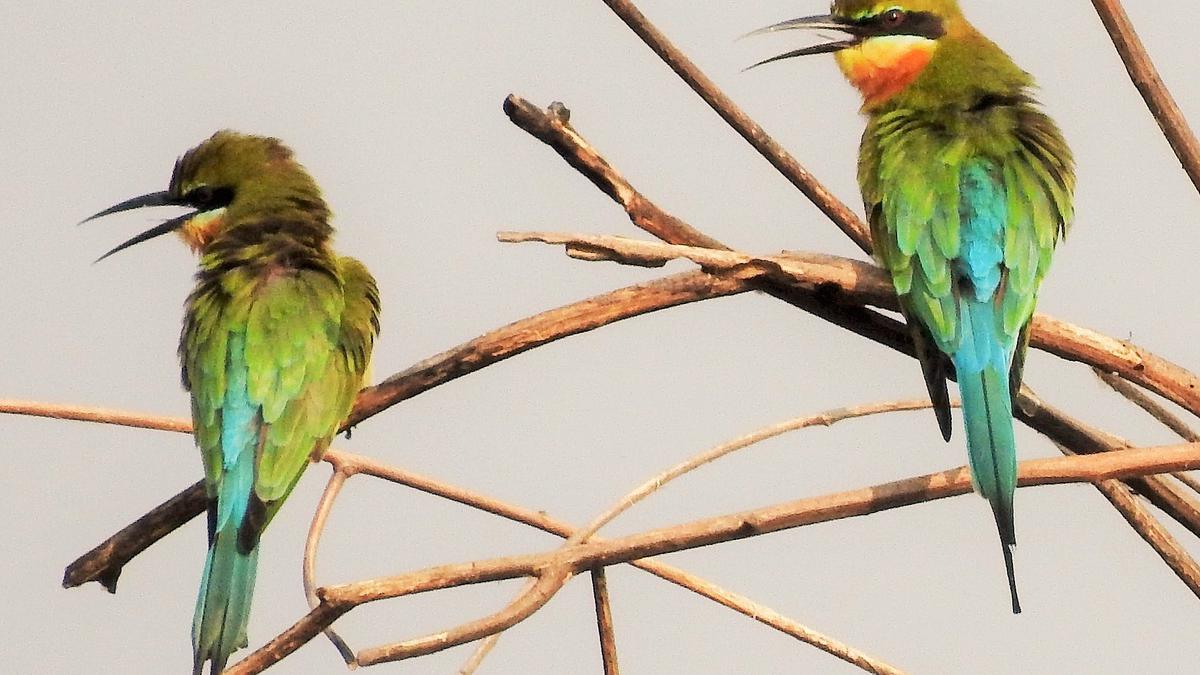 Annual migration of birds across the Indian subcontinent has begun