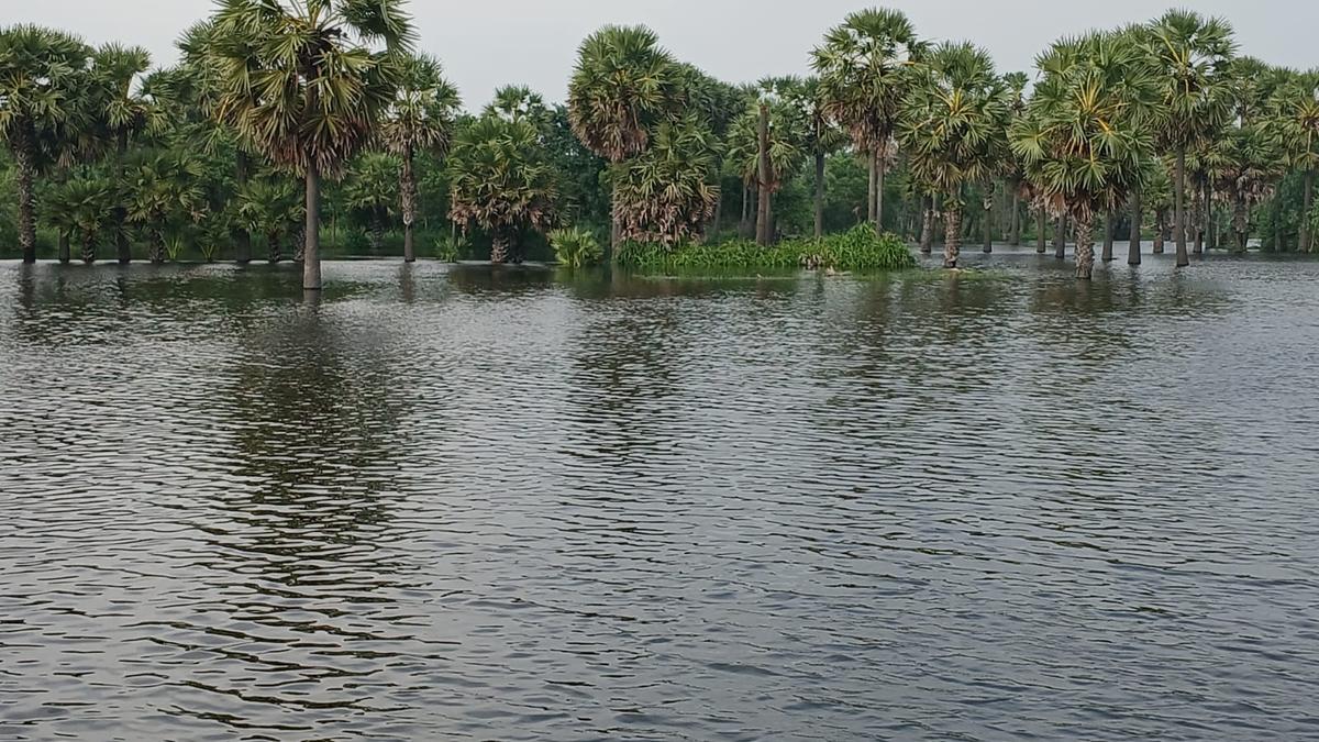 Farmers demand compensation of ₹30,000 per acre for rain-affected samba paddy