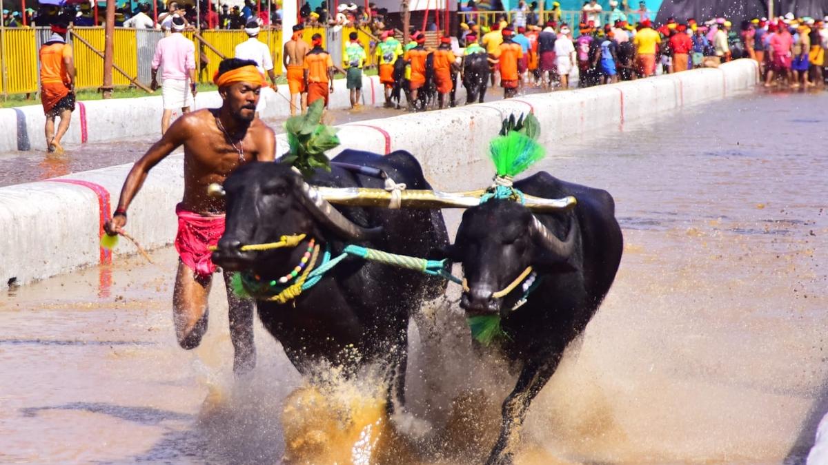 ‘Jockey’ Mastikatte Swaroop shines in 7th edition of Mangaluru Kambla