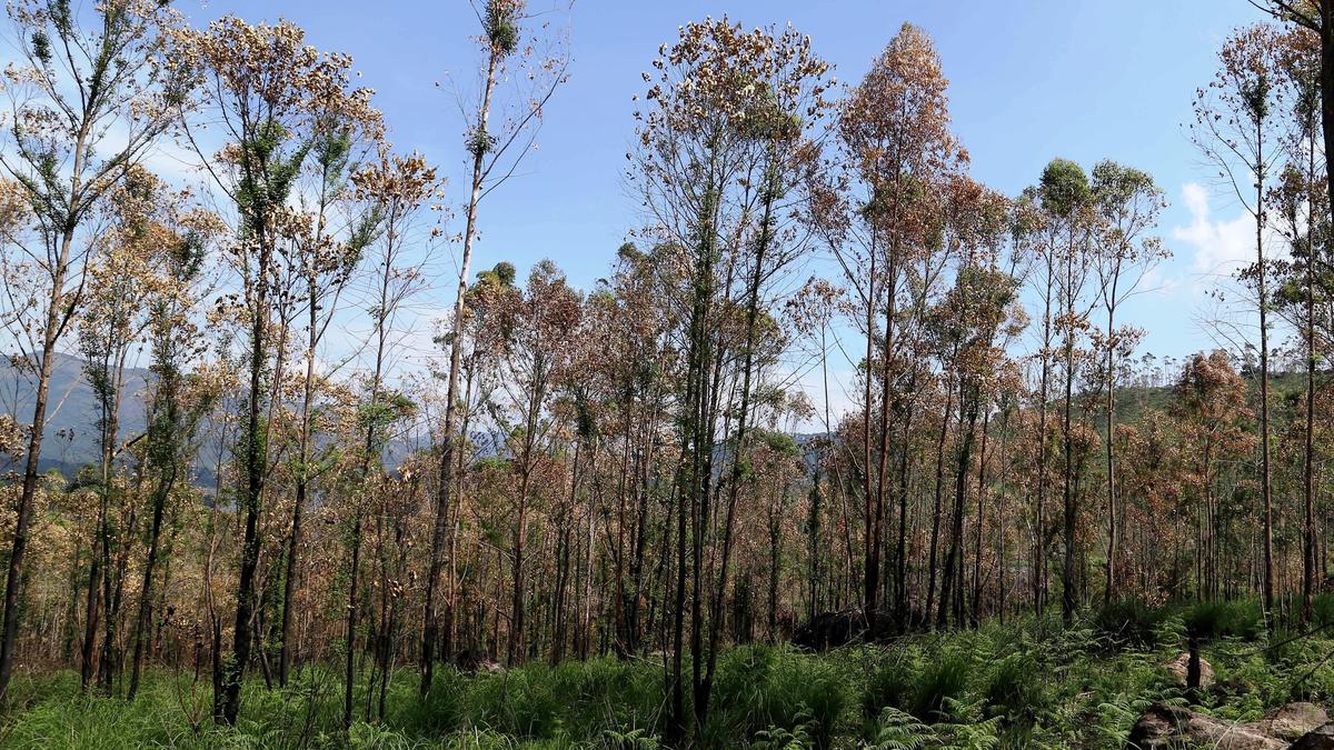 Trees can help fight climate change — but what about their problems?