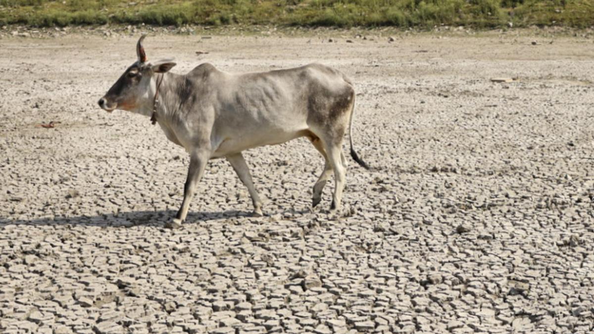 Shankaracharya announces launch of ‘Go-LX’ platform to keep cows out of slaughter chain