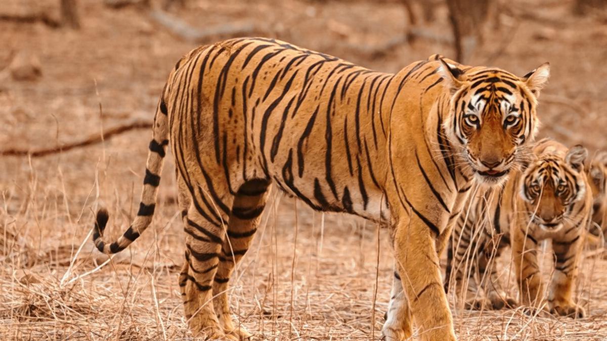 Possession of tiger claw and other wildlife articles: What you need to know