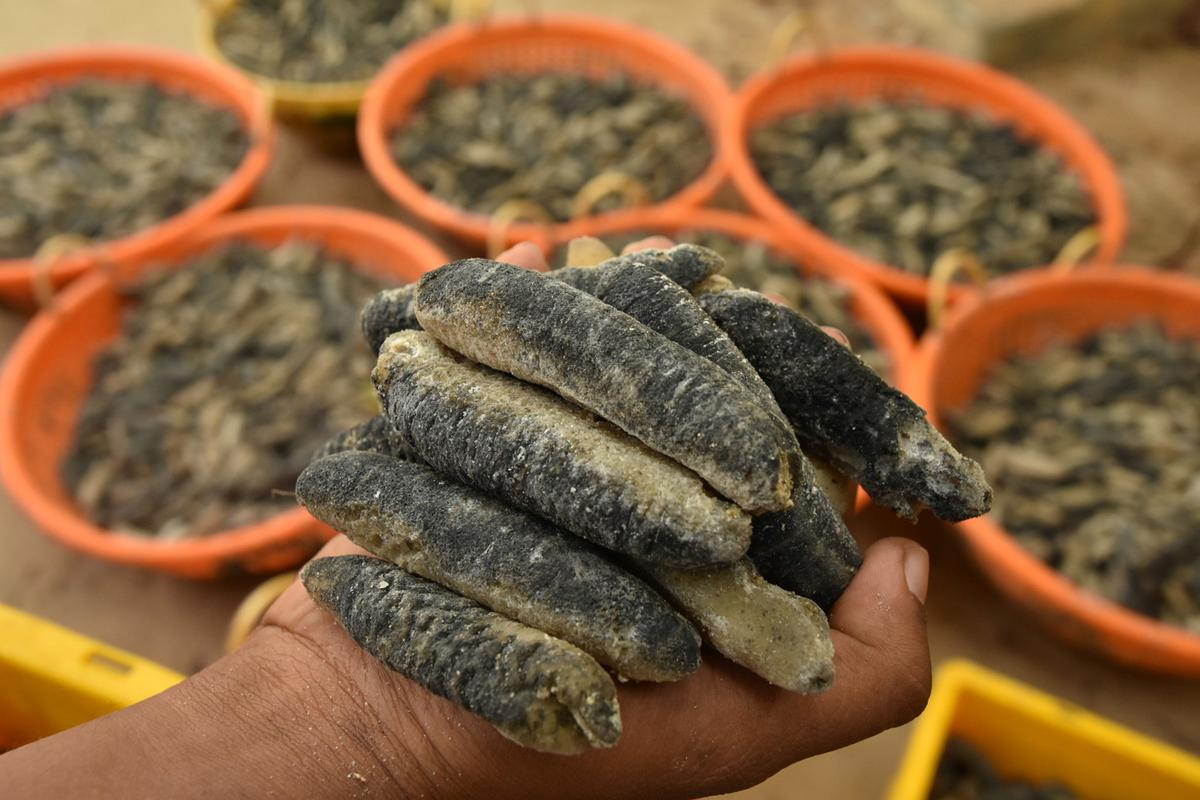 Over 100 tonnes sea cucumbers, that are essential for marine ecosystems, seized in unlawful wildlife commerce from 2010-21, says report