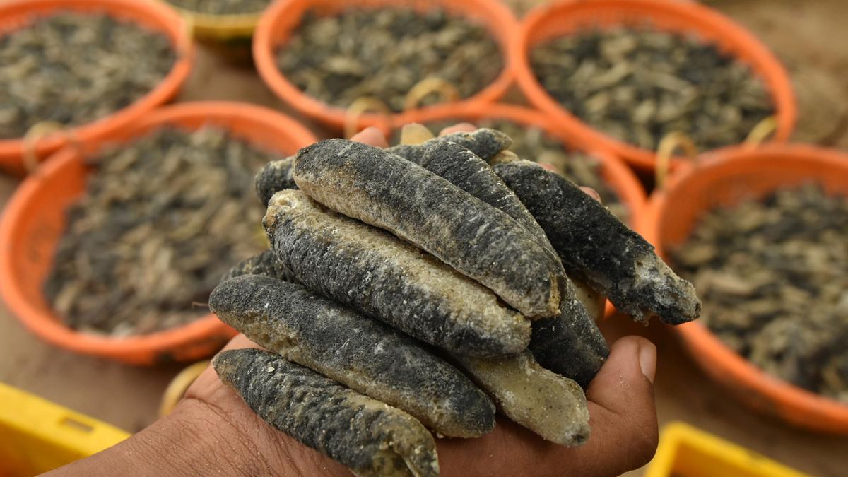 Over 100 tonnes sea cucumbers, which are crucial for marine ecosystems, seized in illegal