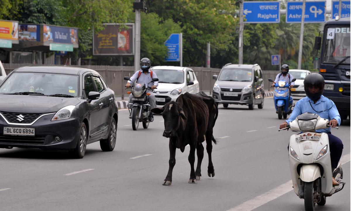 Satire | What makes Delhi roads the deadliest of ’em all? Hint: it walks on four legs