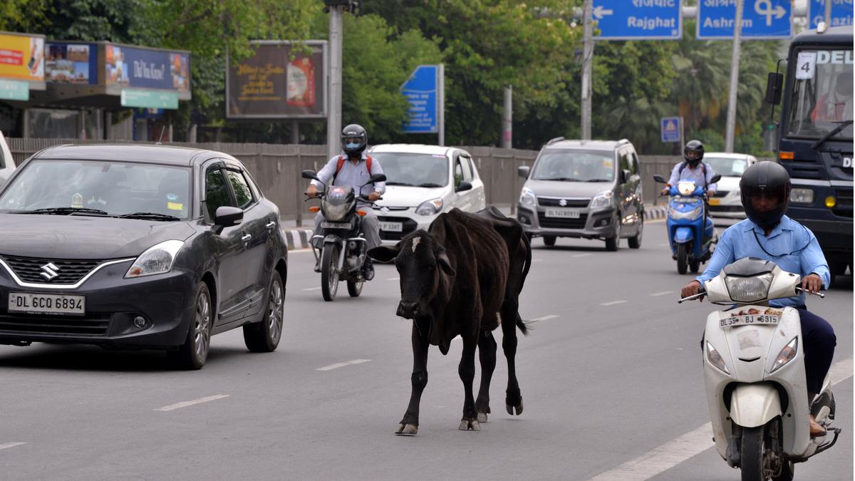 Delhi High Court seeks fresh status report on removal of cattle from city's roads
