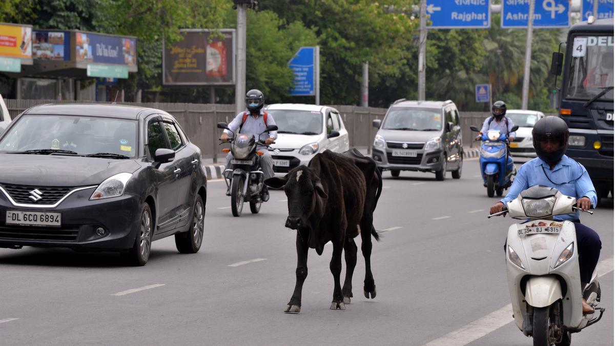 What makes Delhi roads the deadliest of ’em all? Hint: it walks on four legs - The Hindu