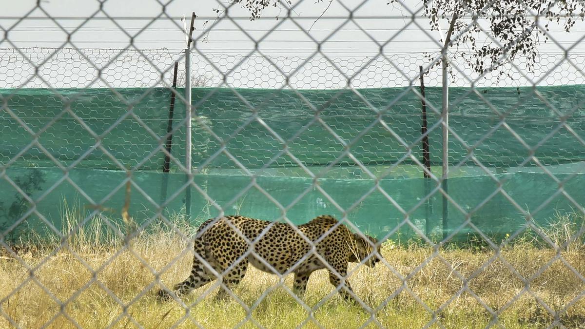 12 cheetahs from South Africa find new home in M.P.’s Kuno National Park; animal count rises to 20