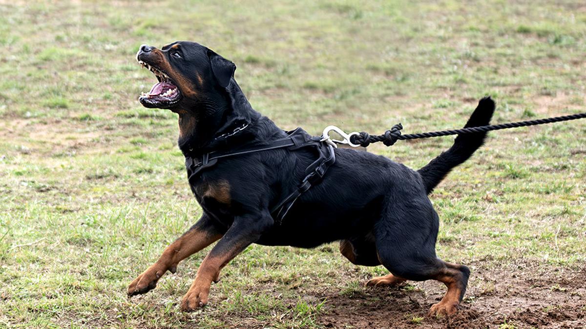 Two boys attacked by pet dogs in separate incidents in Chennai