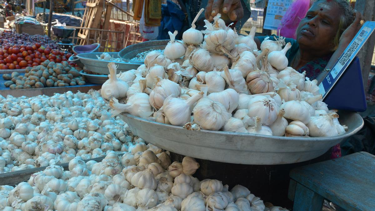 Garlic prices shoot up in Tiruchi market The Hindu