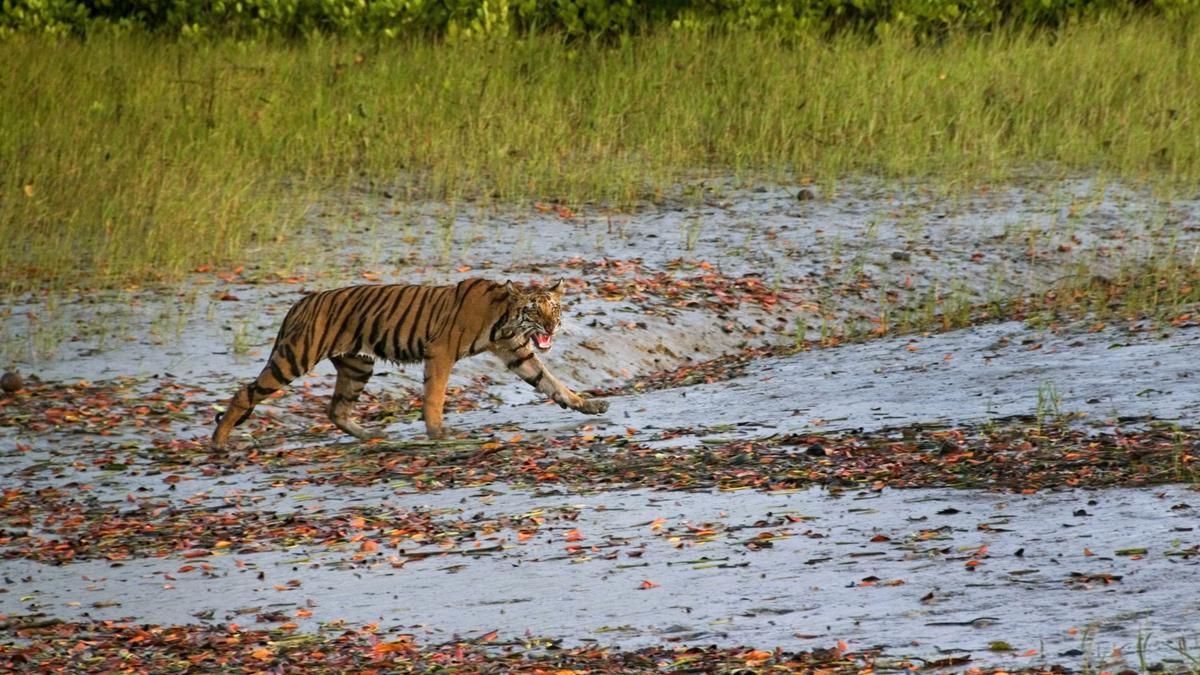 Climate change threatens wild tigers' habitat