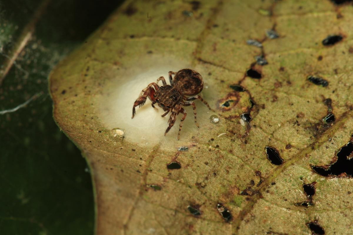 How do female false widow spiders attract mates?
