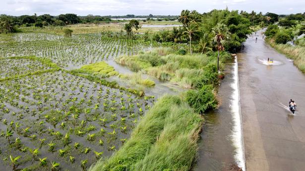 Paddy, banana crop inundated with water face bleak prospects