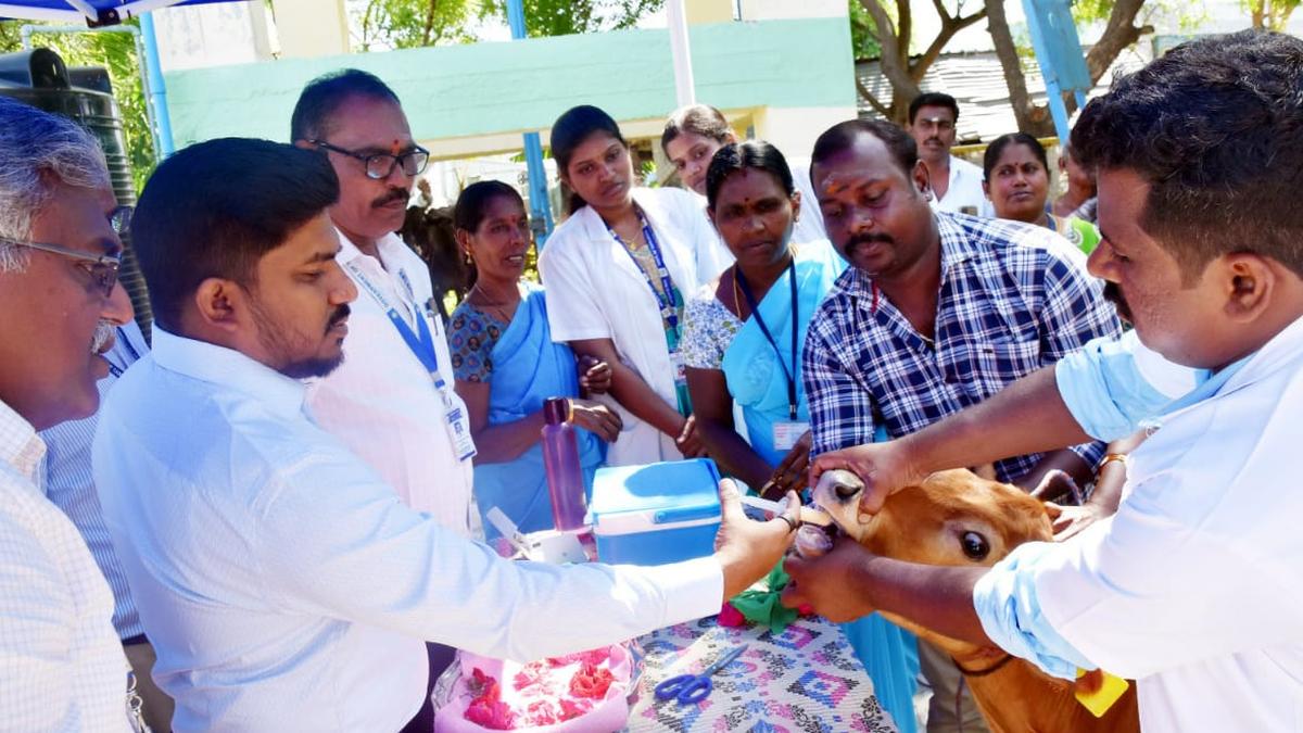 Fifth round of foot-and-mouth disease vaccination for cattle begins in Virudhunagar district