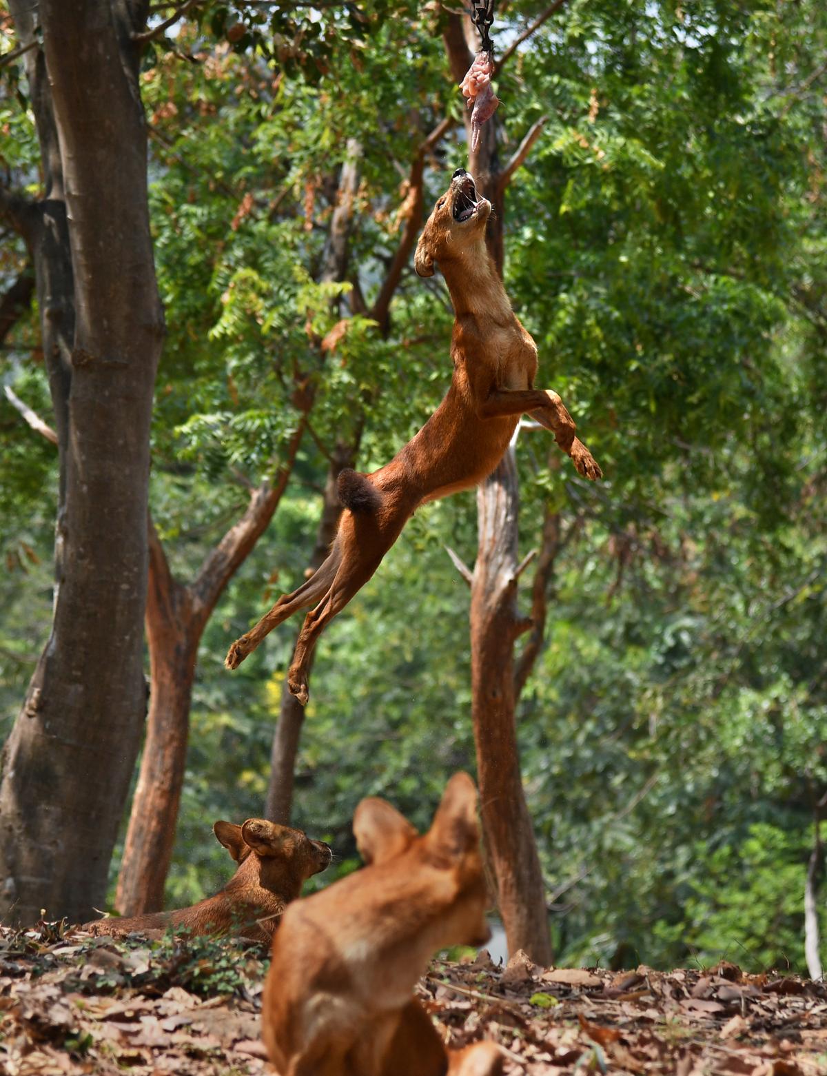 An Indian wild dog or ‘dhole’ jumps to take his feed at its enclosure in the Indira Gandhi Zoological Park in Visakhapatnam. An Indian wild dog or ‘dhole’ jumps to take his feed at its enclosure in the Indira Gandhi Zoological Park in Visakhapatnam.